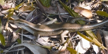 চিত্র:LizardEutropisCarinata.jpg