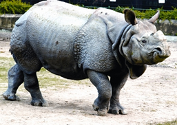 চিত্র:RhinocerosUnicornis.jpg