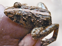 চিত্র:FrogToad4.jpg