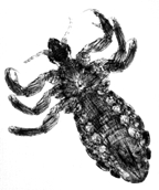 চিত্র:Louse(Human).jpg