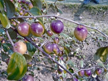চিত্র:Jujube3.jpg