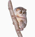 চিত্র:LorisSlender.jpg