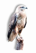 চিত্র:Buzzard.jpg