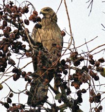 চিত্র:FalconCommonKestrel.jpg