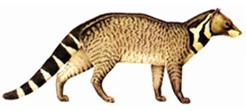 চিত্র:MammalCivet.jpg