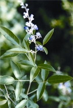 চিত্র:MedicinalHerb(NeelNishinda).jpg