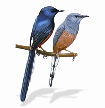 চিত্র:Birds.jpg