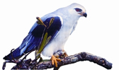 চিত্র:Blackwinged Kite.jpg