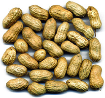 চিত্র:Groundnut.jpg
