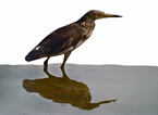 চিত্র:PondHeron.jpg