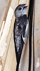 চিত্র:Swift.jpg