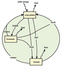 চিত্র:Agroecosystem.jpg