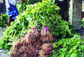 চিত্র:Amaranth.jpg