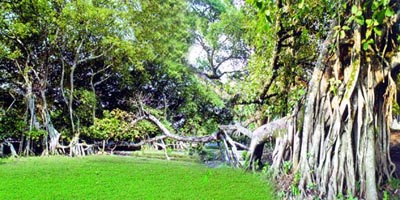 চিত্র:BanyanTree.jpg
