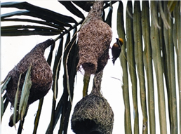 চিত্র:BayaWeaverBird.jpg