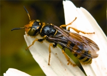চিত্র:BiodiversityTypicalSpecid.jpg