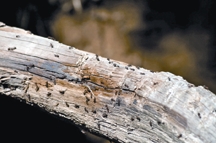 চিত্র:WoodPest.jpg