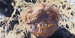 চিত্র:Coral4.jpg