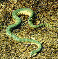 চিত্র:SeaSnake2.jpg