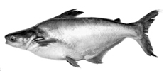 চিত্র:ExoticFishThaiPungase.jpg