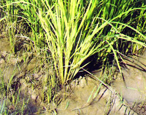 চিত্র:FisheriesMonoculture.jpg