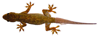 চিত্র:LizardHouseReptile.jpg