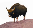 চিত্র:WildCow.jpg