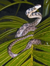 চিত্র:BiodiversitySnake.jpg