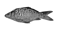 চিত্র:ExoticFishMirrorCarp.jpg