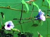 চিত্র:WildFlower07Jalkalmi.jpg