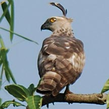 চিত্র:FalconOrientalHobby.jpg