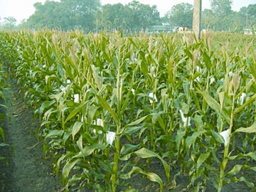 চিত্র:GreenRevolution2.jpg