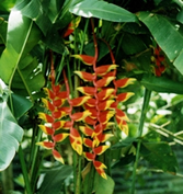 চিত্র:OrnamentalPlants1.jpg