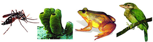 চিত্র:Fauna2.jpg