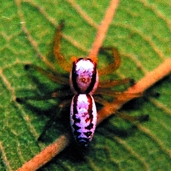 চিত্র:Spider01.jpg