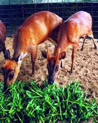 চিত্র:DeerBarking.jpg
