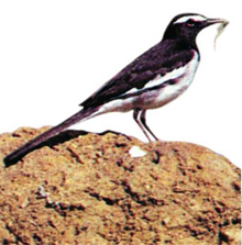 চিত্র:Wagtail2.jpg