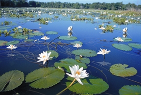 চিত্র:Wetland1.jpg