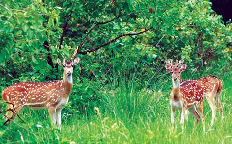 চিত্র:DearSpottedNew.jpg