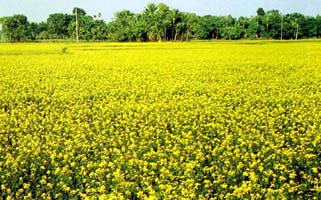 চিত্র:Mustard.jpg