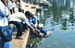 চিত্র:BostamiTurtle.jpg