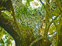 চিত্র:Mistletoe.jpg