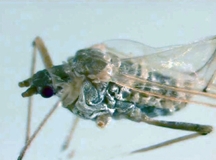 চিত্র:Aphid.jpg