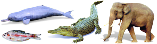চিত্র:Fauna4.jpg