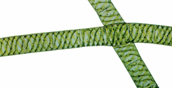 চিত্র:Greenalgae.jpg