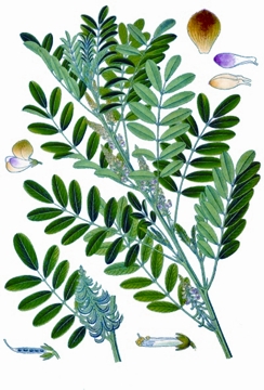 চিত্র:IndigoInside.jpg