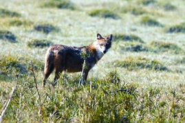 চিত্র:JackalCanisAureus.jpg