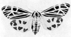 চিত্র:MothTiger.jpg