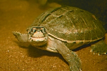 চিত্র:TurtleTortoise6.jpg