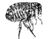 চিত্র:Flea1.jpg